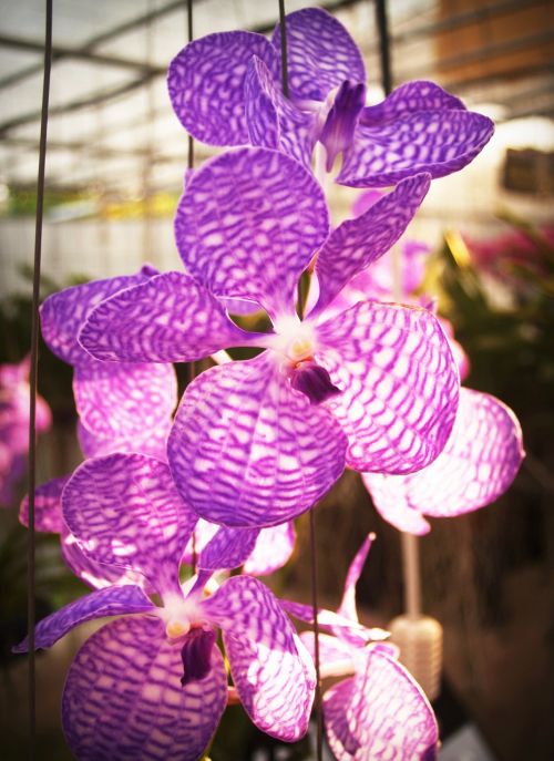 flower orchid tropical