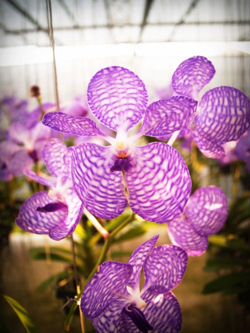 flower orchid tropical