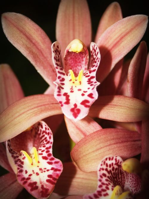 flower orchid tropical