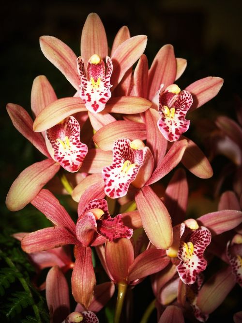 flower orchid tropical