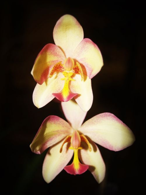 flower orchid tropical