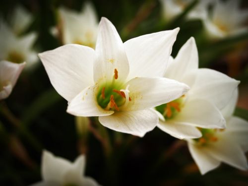 flower spring white