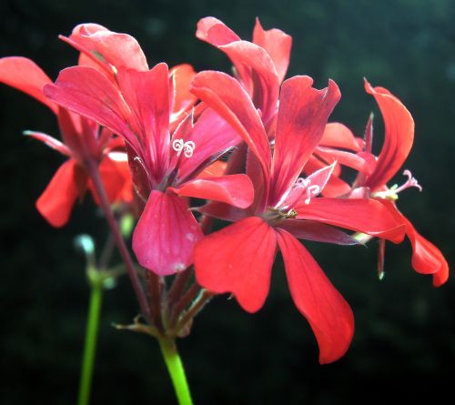 flower red geraniums