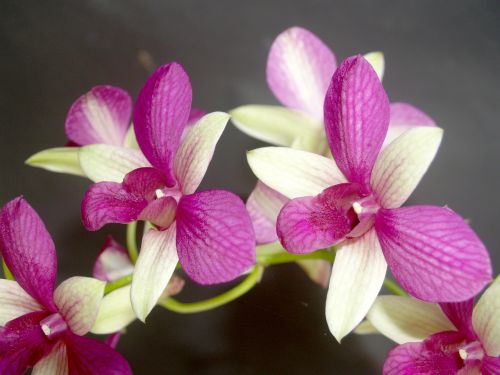 orchid flower tropical