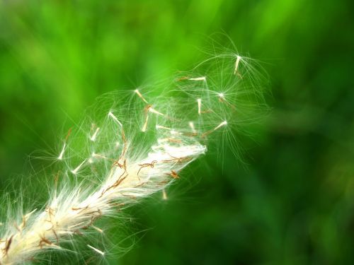 flower pressed wild