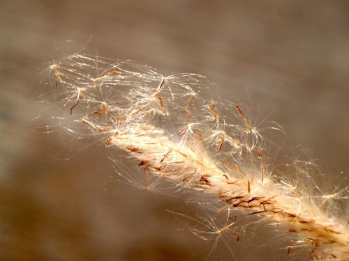 flower pressed wild