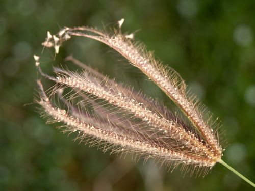 flower pressed wild