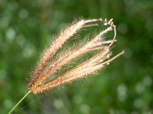 flower pressed wild