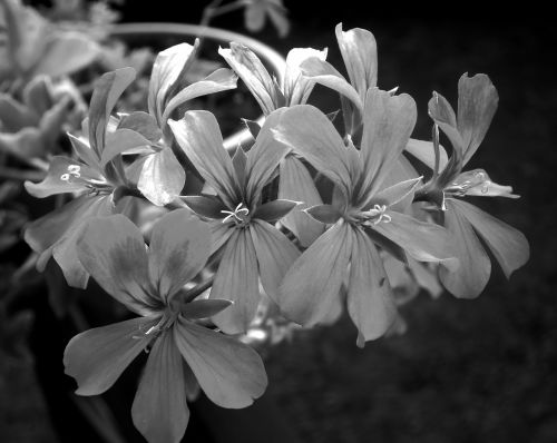 flower geranium black