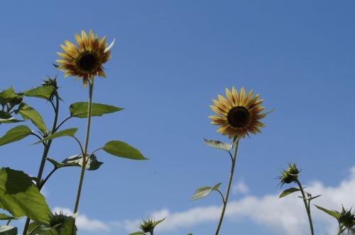 flower summer sunflower
