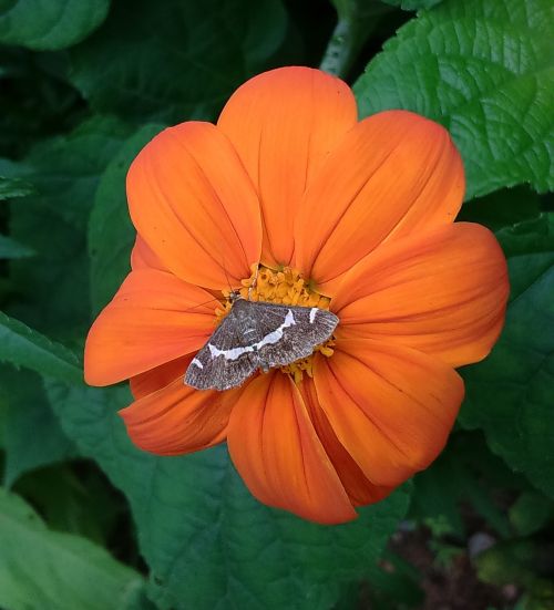flower moth butterfly