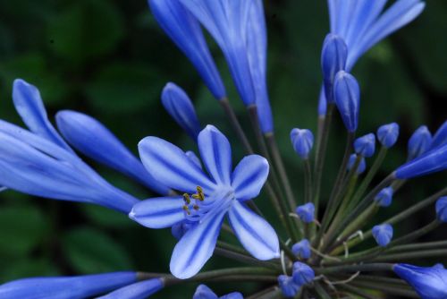 flower blue white