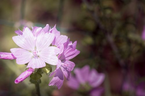 flower pink pink flower