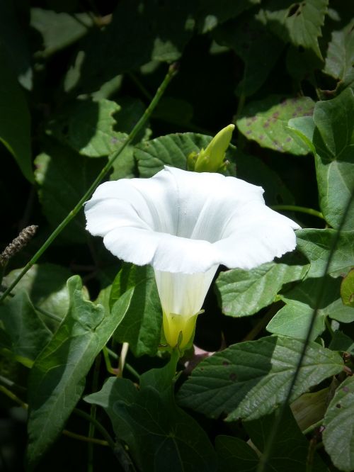 flower white flower bell