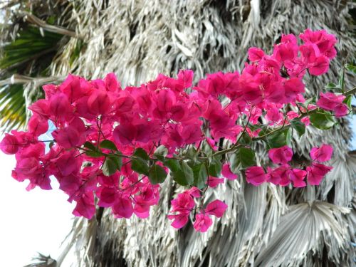bougainvillea flower pink