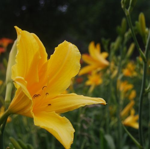 flower yellow yellow flowers