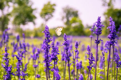 flower purple flowers sage