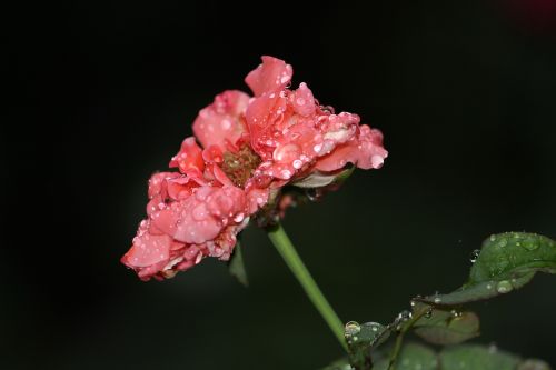 flower rose rain