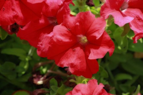 flower red petunia