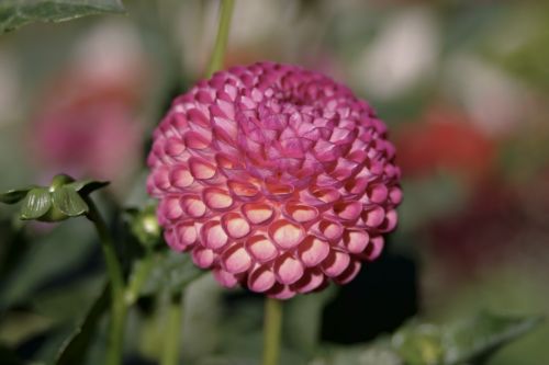 dalia flower pink