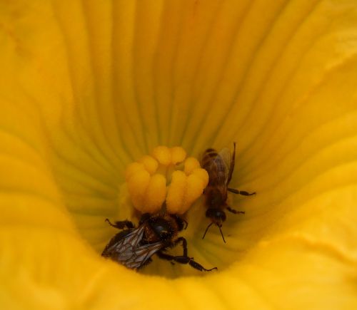 flower zucchini bees