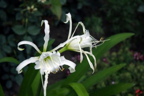 lily unusual flower