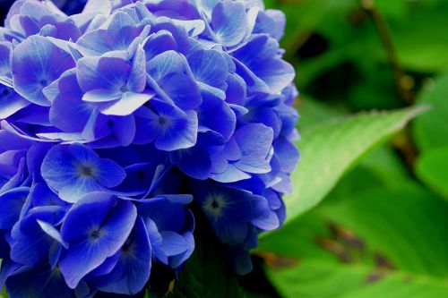 hydrangea flower blue