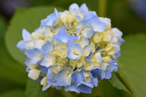 flower nature blue flower