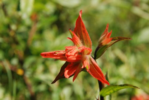flower indian paintbrush red
