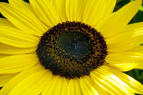 sunflower flower jjmacedo