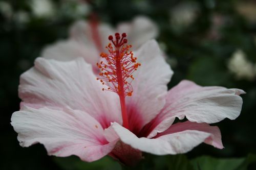 flower pink plant