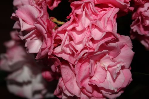 flower rosa rough