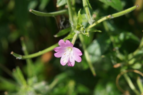 flower pink nature