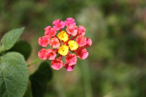 lantana camara flower tiny