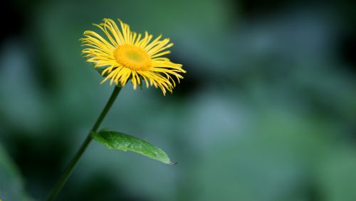 daisy flower yellow