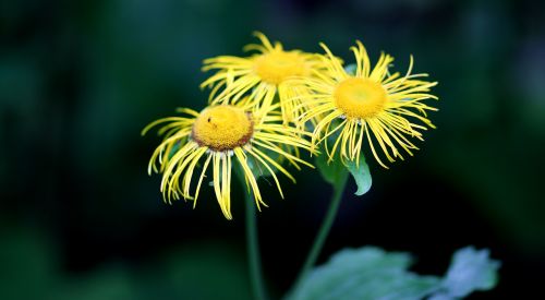 daisy flower yellow