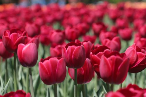 tulip tulip festival ottawa flower