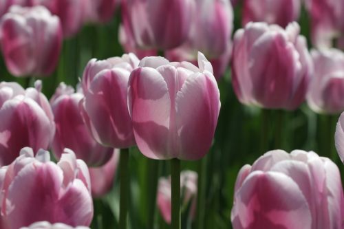 flower tulip festival tulip festival ottawa
