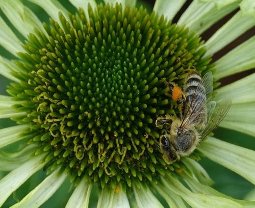 flower bee insect