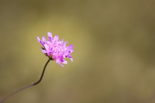 flower pointed flower pink