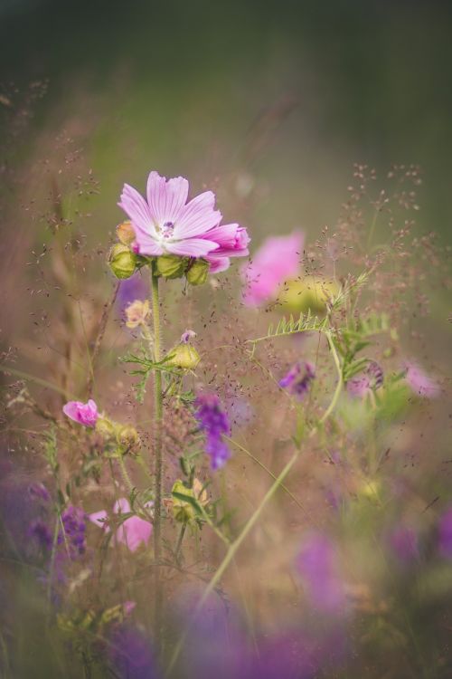 flower mallow nature