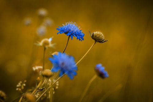 flower pointed flower blue