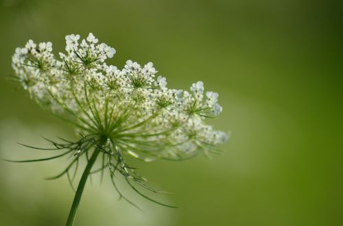 flower fleurs des champs pre