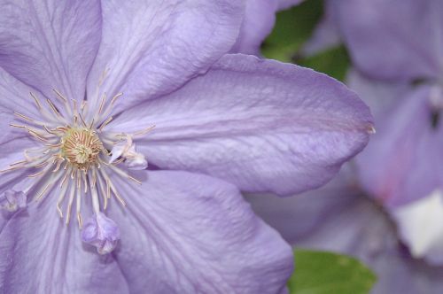 flower plant spring