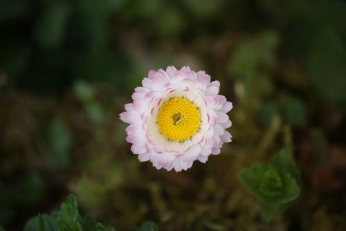 flower daisy grass