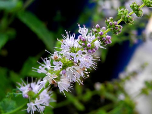 flower plant macro