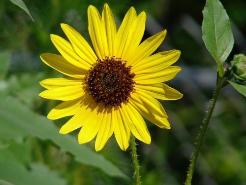 flower yellow daisy