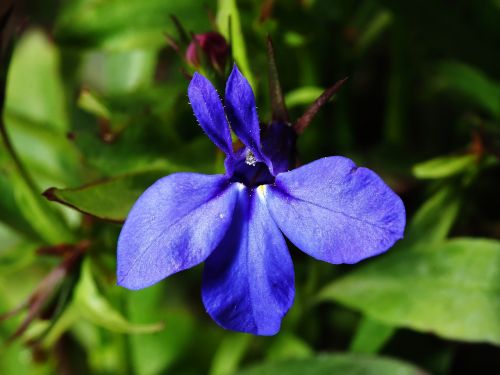 flower blooming blue