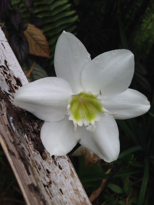 white amazon lily eucharis grandiflora flower