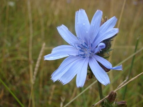 flower grass blu